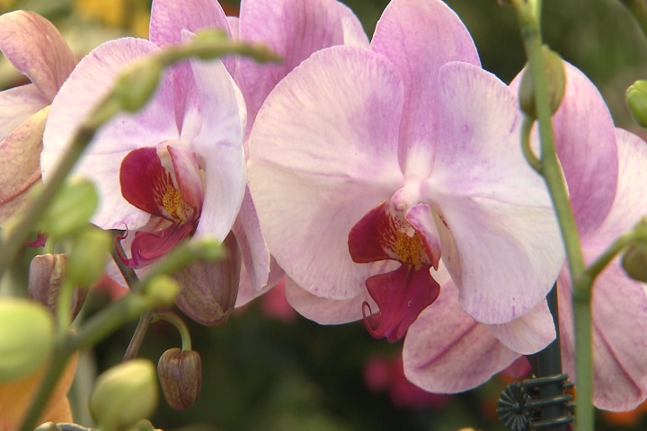 Moth orchids are easy to grow